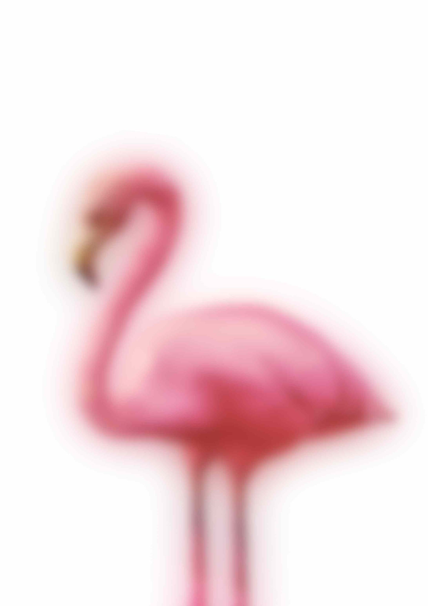 Blurry Flamingo - White