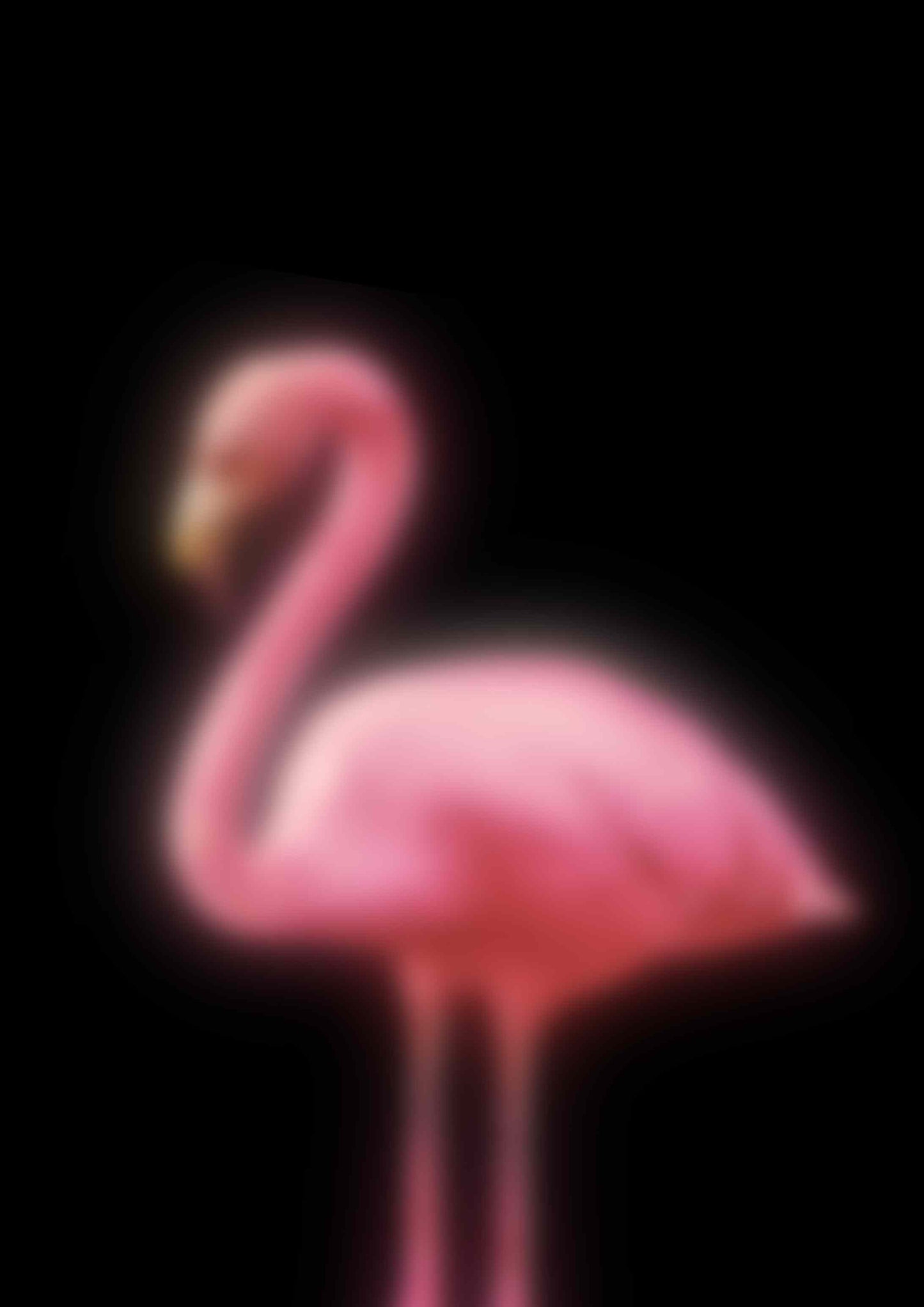 Blurry Flamingo - Black
