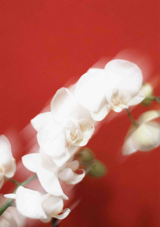 Blurry White Orchids